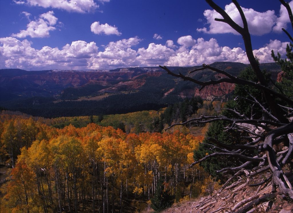 View of trees and some bristlecone pine from Cedar Breaks Monument. Photo courtesy of Cedar City and Brian Head Tourism Bureau.